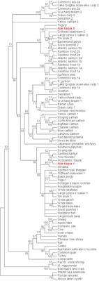 Identification and Characterization of a Non-muscular Myostatin in the Nile Tilapia